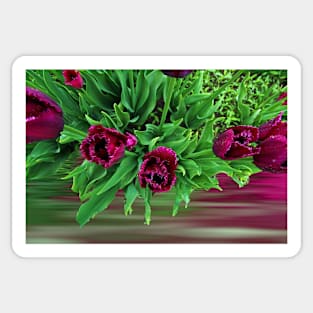 Maroon Tulips Sticker